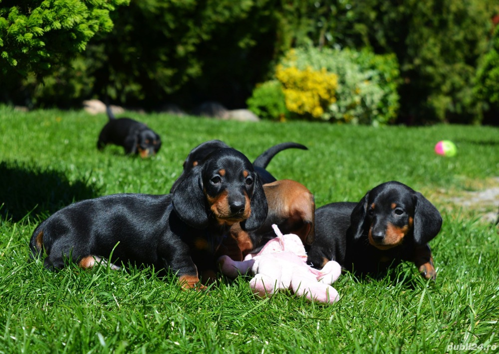 Teckel - furnizor autorizat - transport autorizat la nivel național 