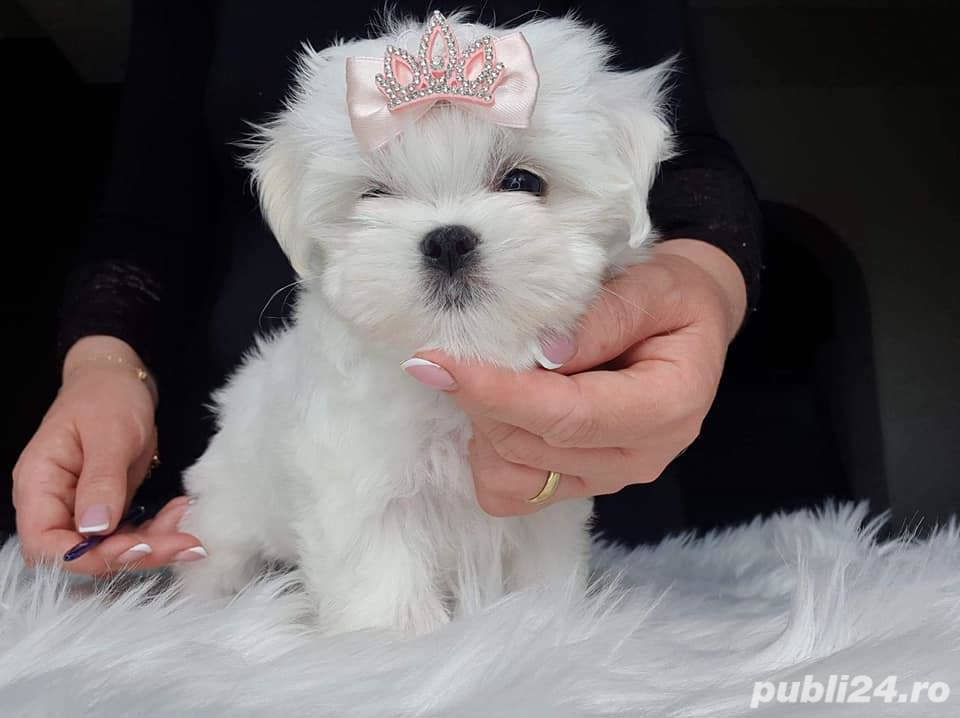Pui rasa Bichon Maltez - canisă autorizată 