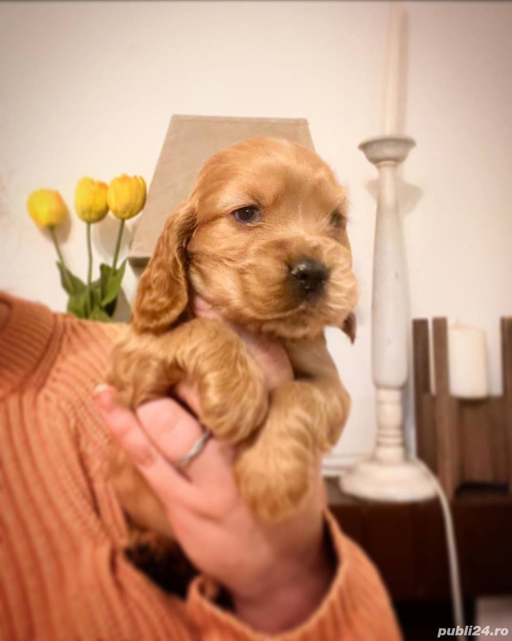 Pui rasa Cocker Spaniel - furnizor autorizat 