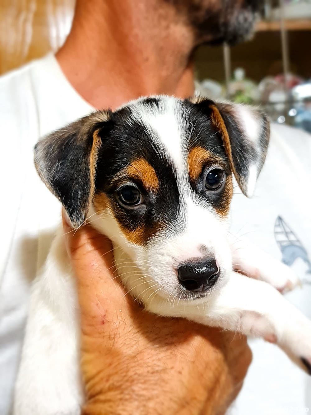 Pui rasa Jack Russel Terrier - bicolori și tricolori 