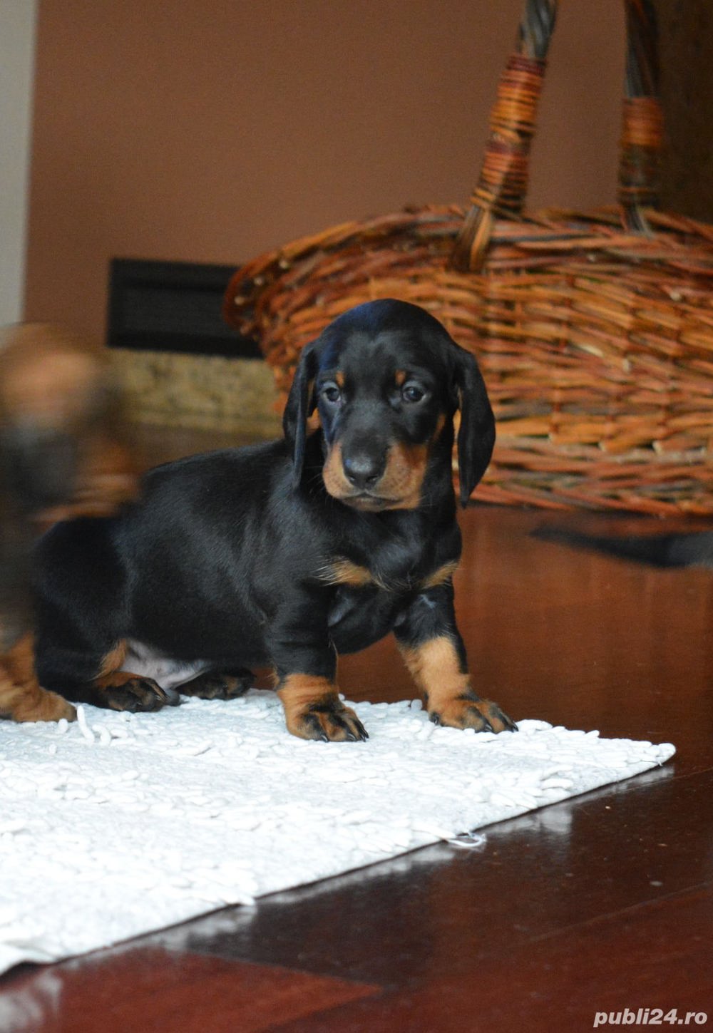 Pui rasa Teckel - calitate genetică deosebită 