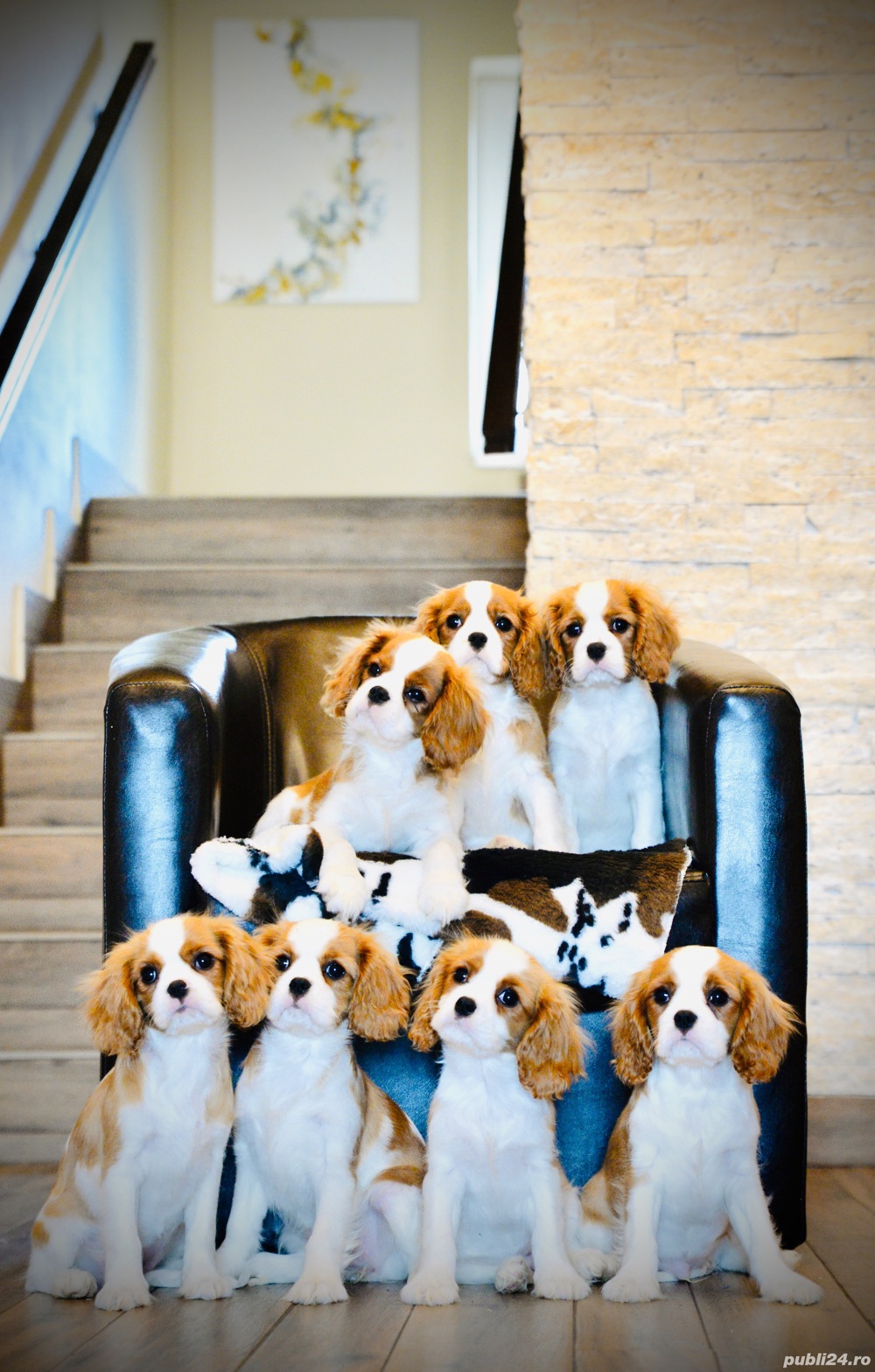 Catei Cavalier King Charles Spaniei 