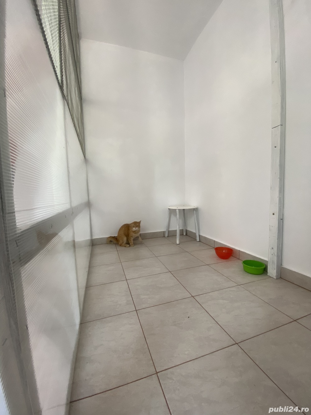 Cazare   Pensiune Pisici