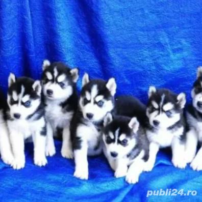 Catei Husky Siberian - companie autorizată 