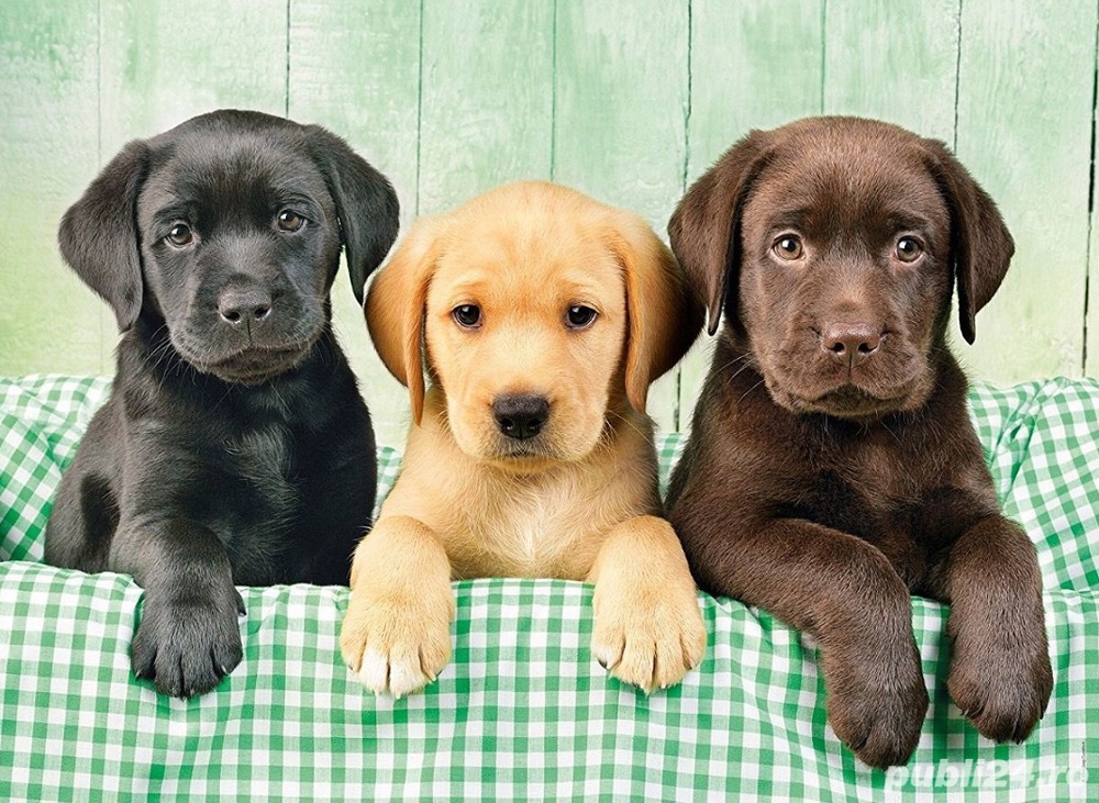Căței Labrador Retriever - 2 luni, masculi și femele 