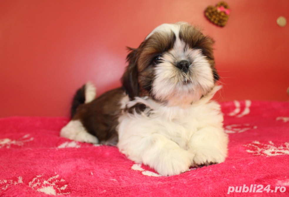 Căței Shih Tzu - genetică pură 