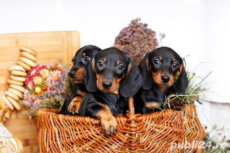 Căței Teckel - negri și maro