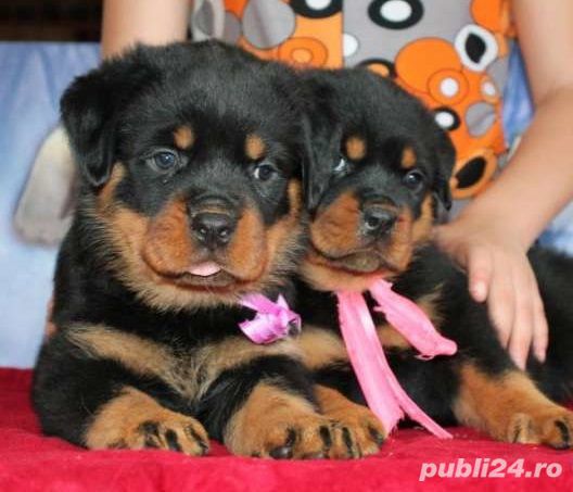 Pui rasa Rottweiler - talie mare, genetică deosebita 