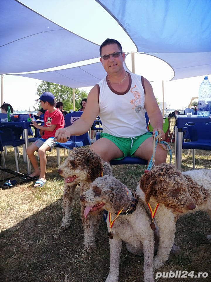Vând cățelușa lagotto romagnolo 