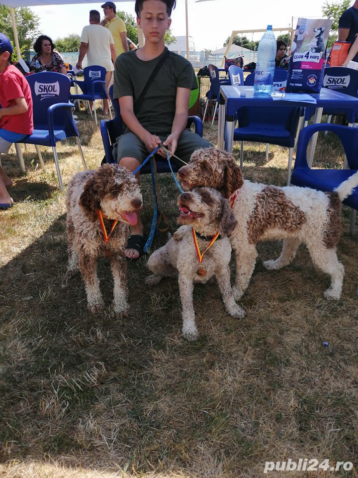 vand catei lagotto romagnolo cu pedigree