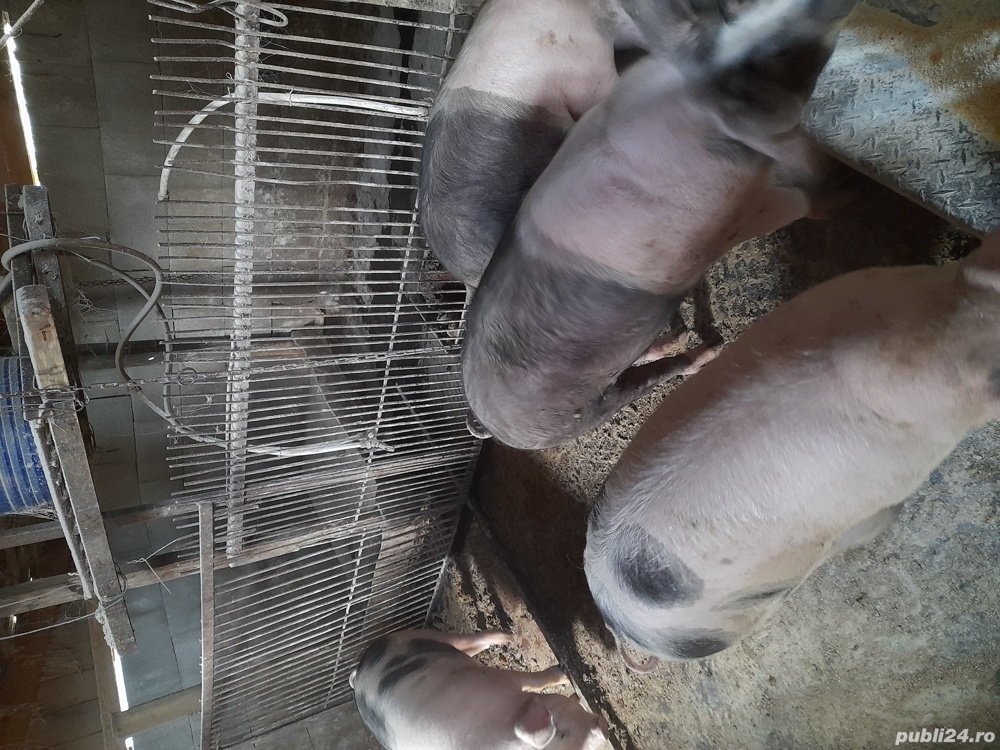 Vand porc 160-180 kg Vand porc 160-180 kg