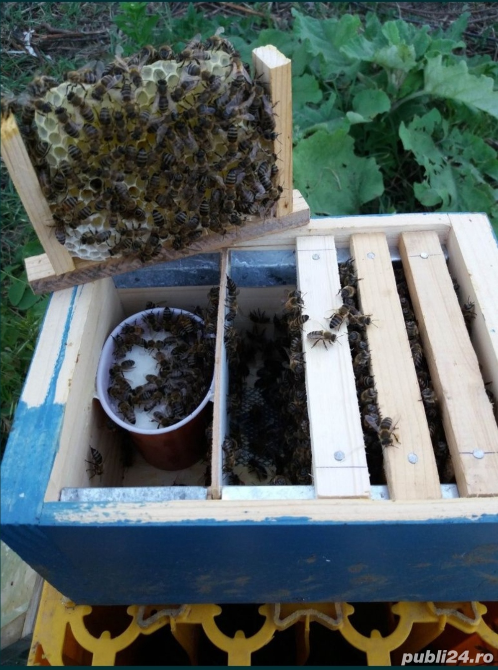 micronuclei pentru imperecherea matcilor