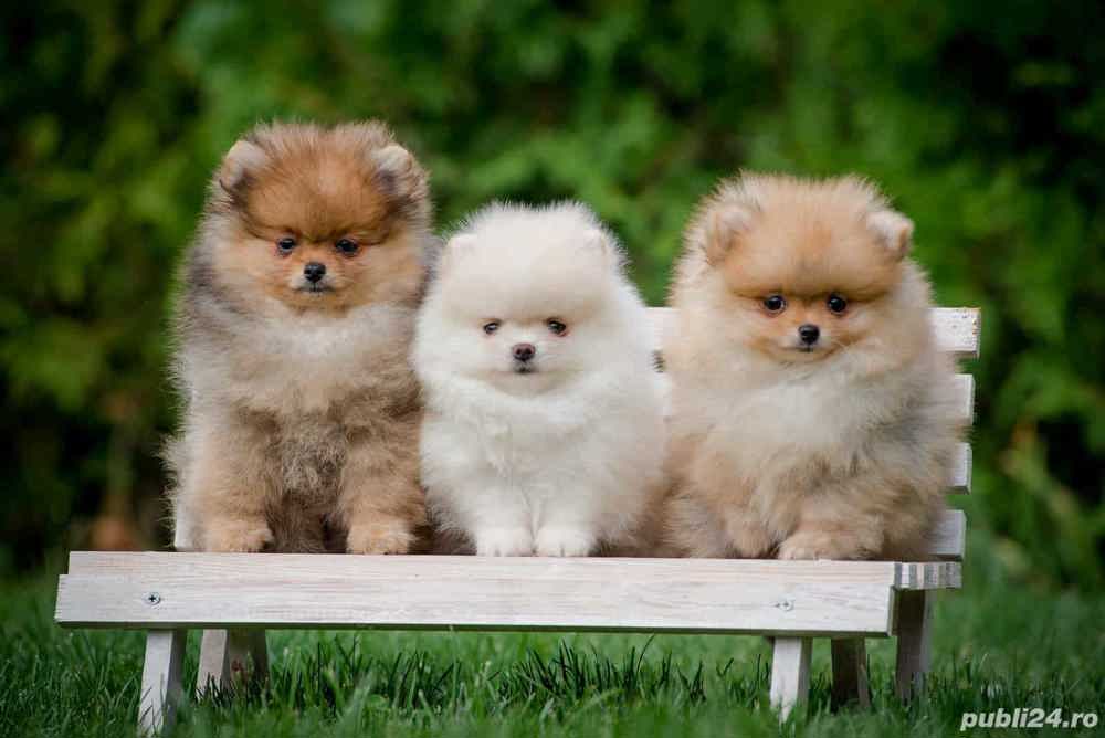 HRANA GRATUITA-Pomeranian mini  100% rasa pura, super jucausi, energici, Pasaport-Transport la Zalau