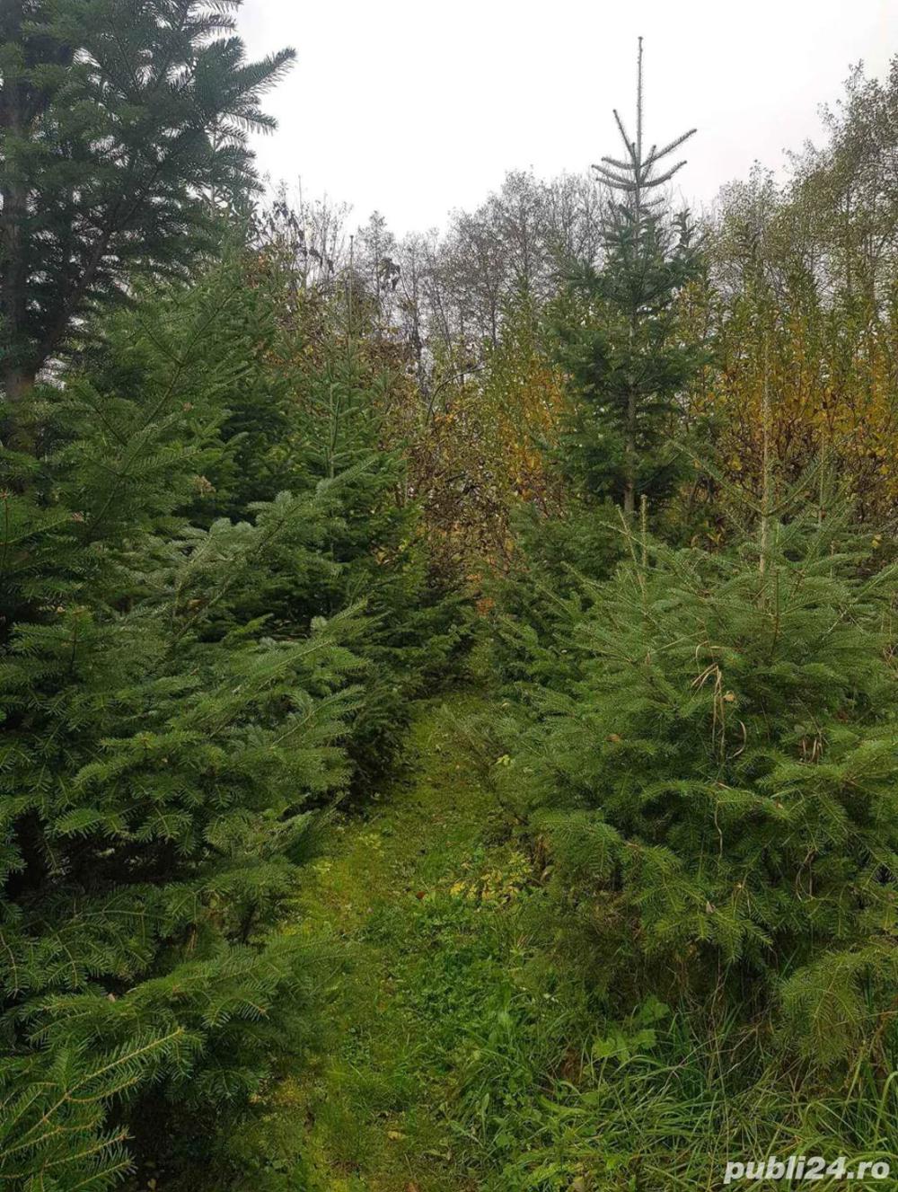 Brazi pentru nunti si diferite evenimente !