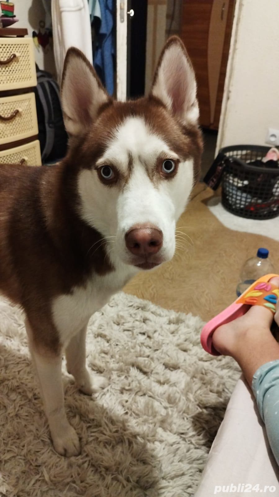 Mascul Husky superb cauta iubita Mascul Husky superb cauta iubita