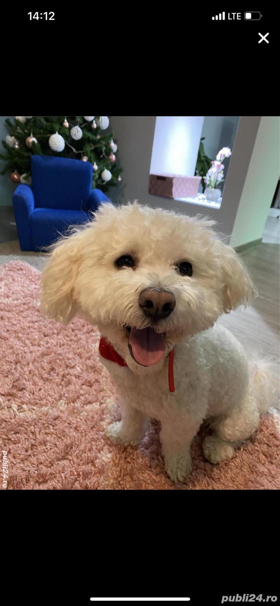 Bichon Maltez disponibil pt