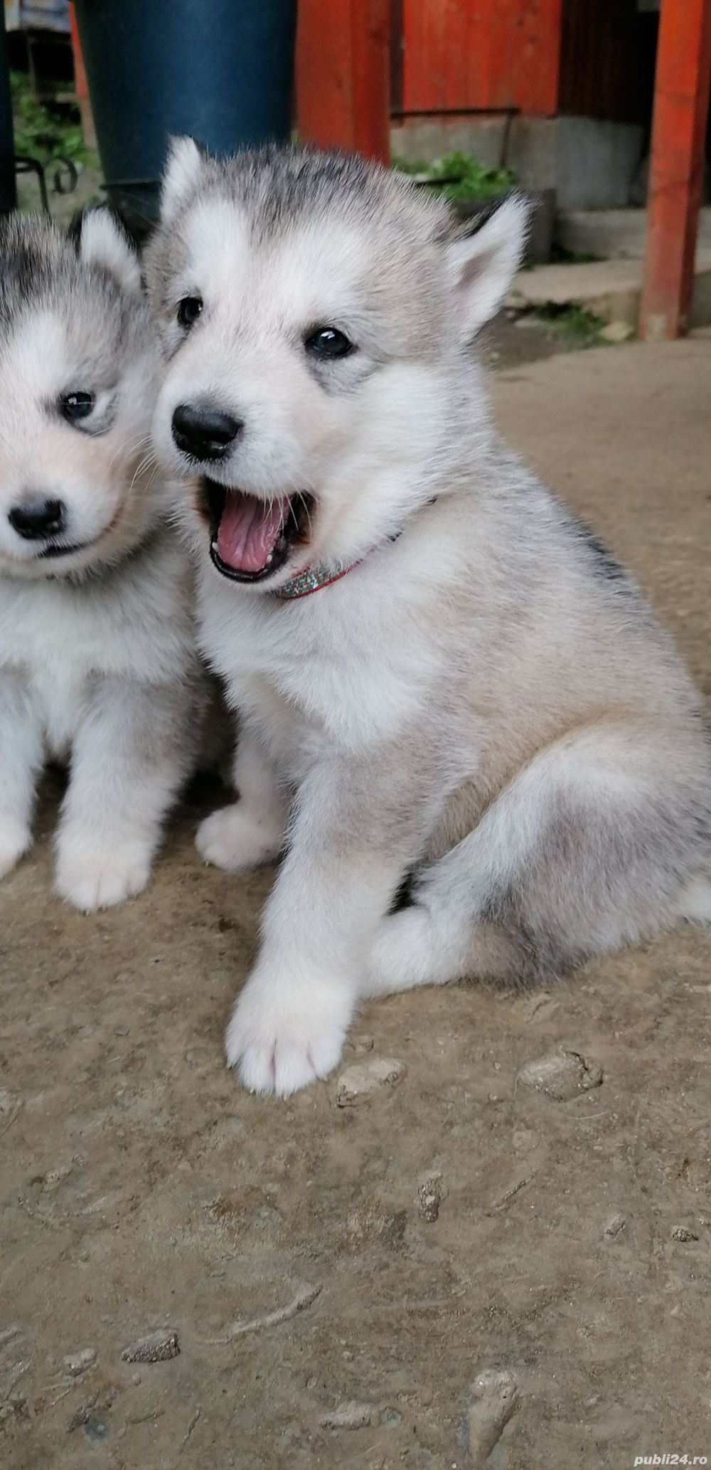 Malamut de alaska pedigree tip A FCI 