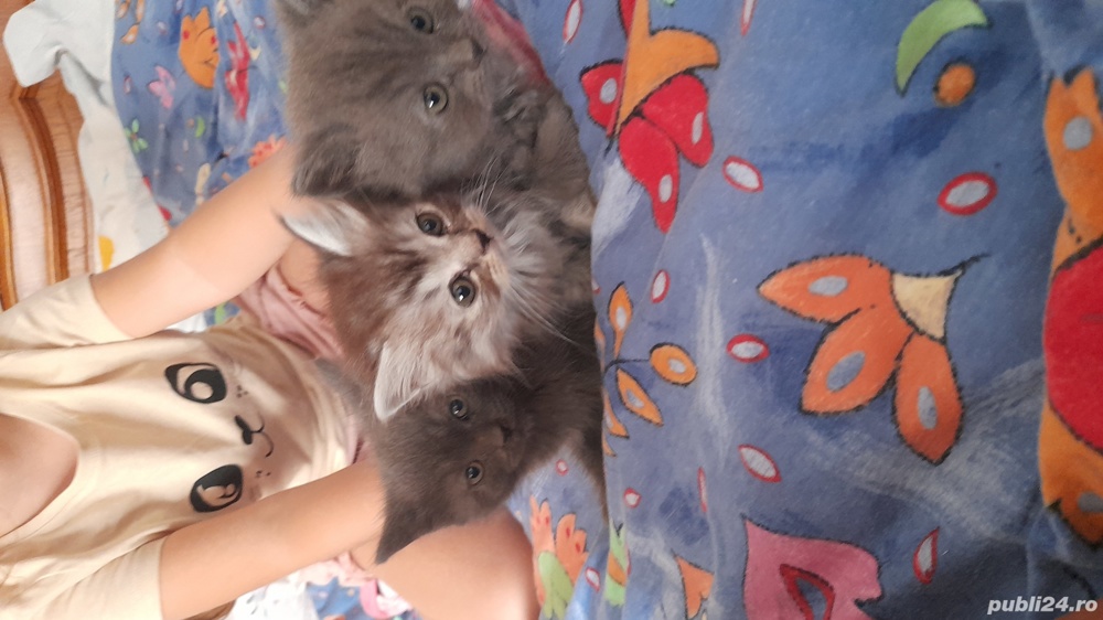 pui pisica persan pui pisica persan