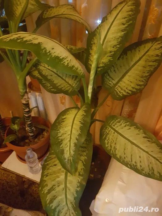 Dieffenbachia floare