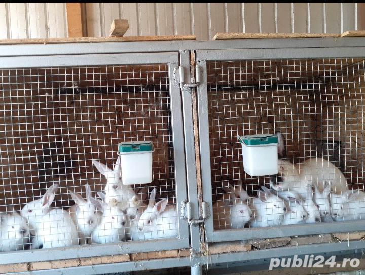 Iepuri de rasa Californian 