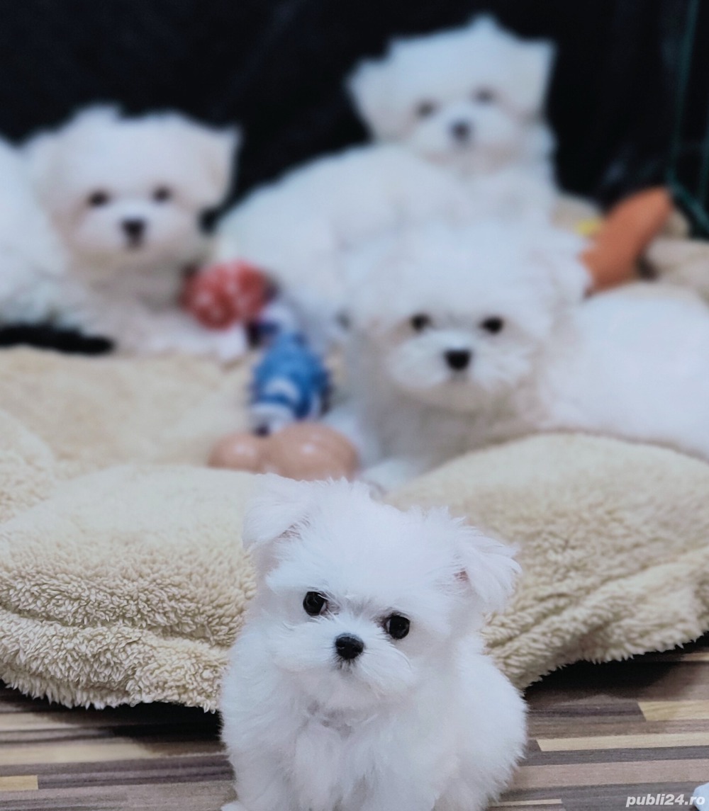 Catei bichon maltese