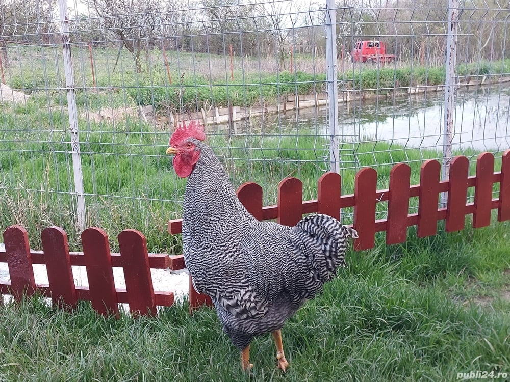 Vand familie plymouth rock barat