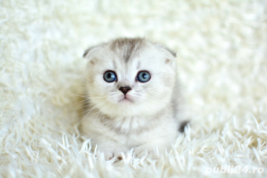 Vând puiuți Scottish Fold Silver Tabby Whiskas 