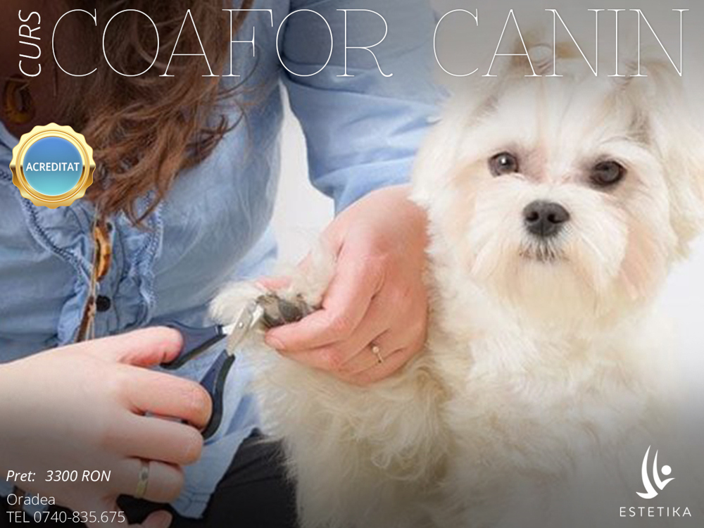 Curs acreditat coafor canin