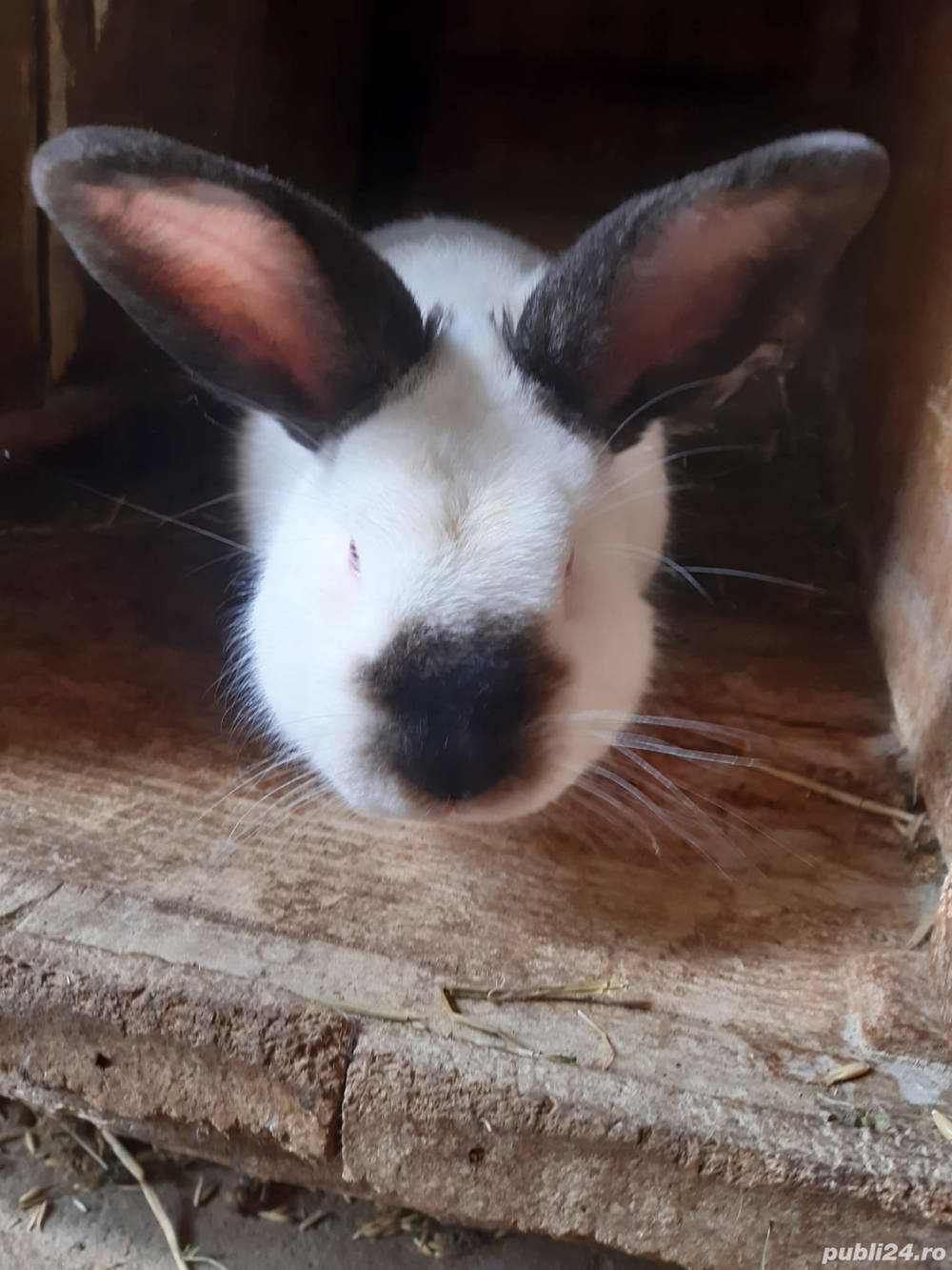 Vând iepuri california californian 