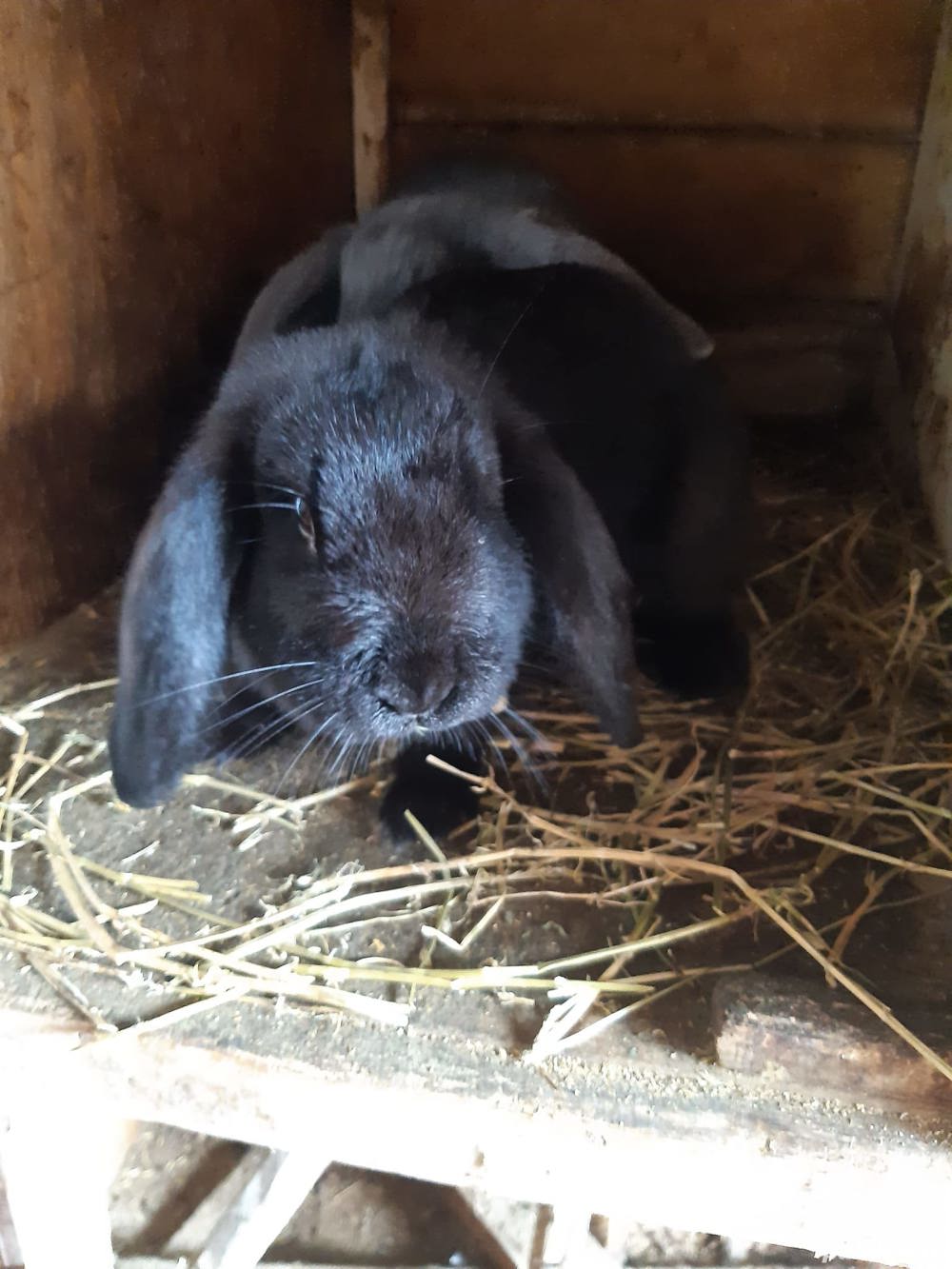 Vând iepuri berbec german uriaș Vând iepuri berbec german uriaș