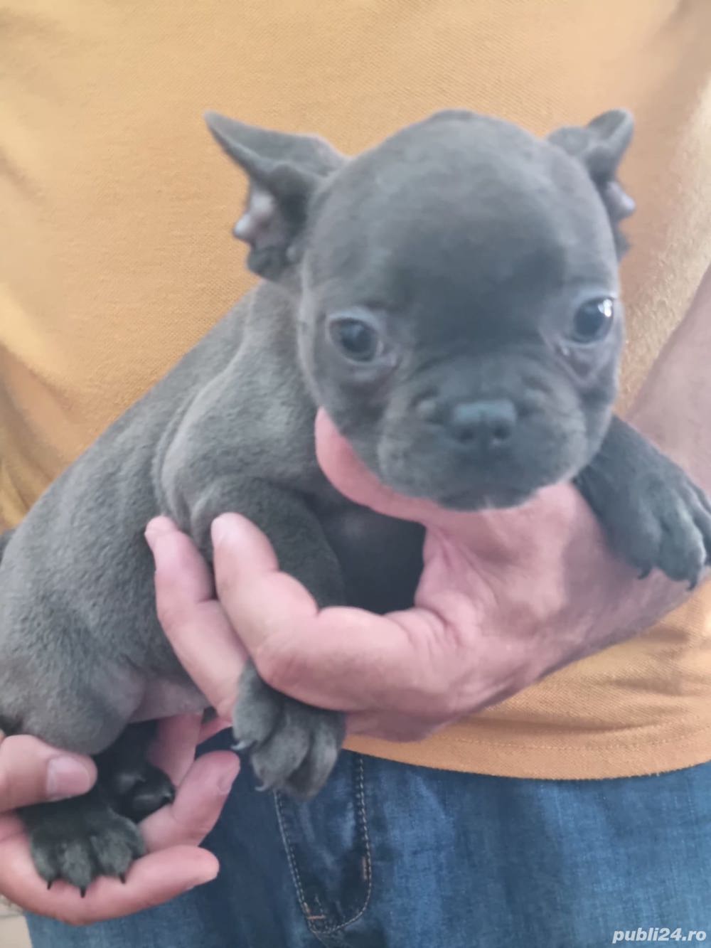 Vand pui bulldog francez de calitate