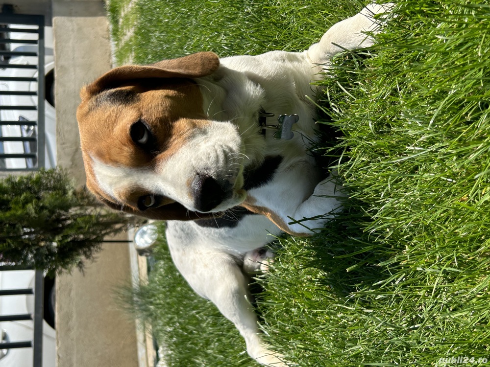 Mont Beagle Tricolor Mont Beagle Tricolor