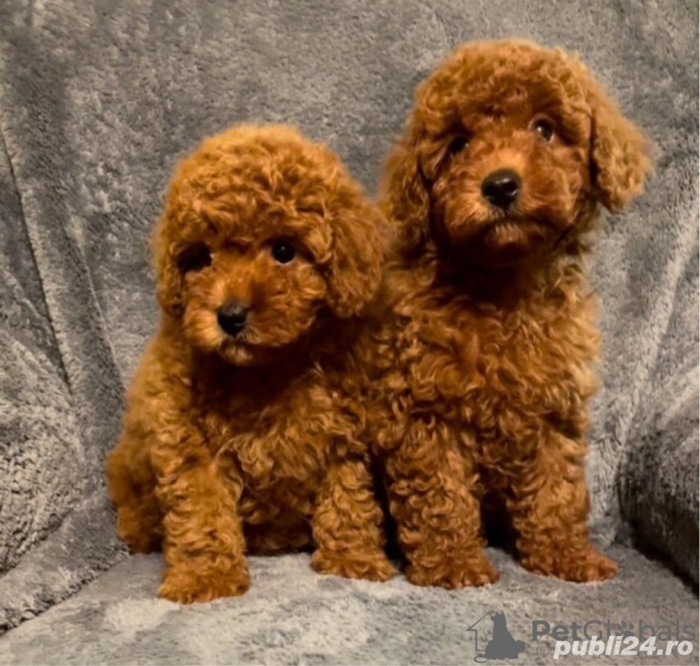Catelusi Caniche pitic sau Poodle toy pregatiti pentru familia ta-Se ofera transport la Bucuresti