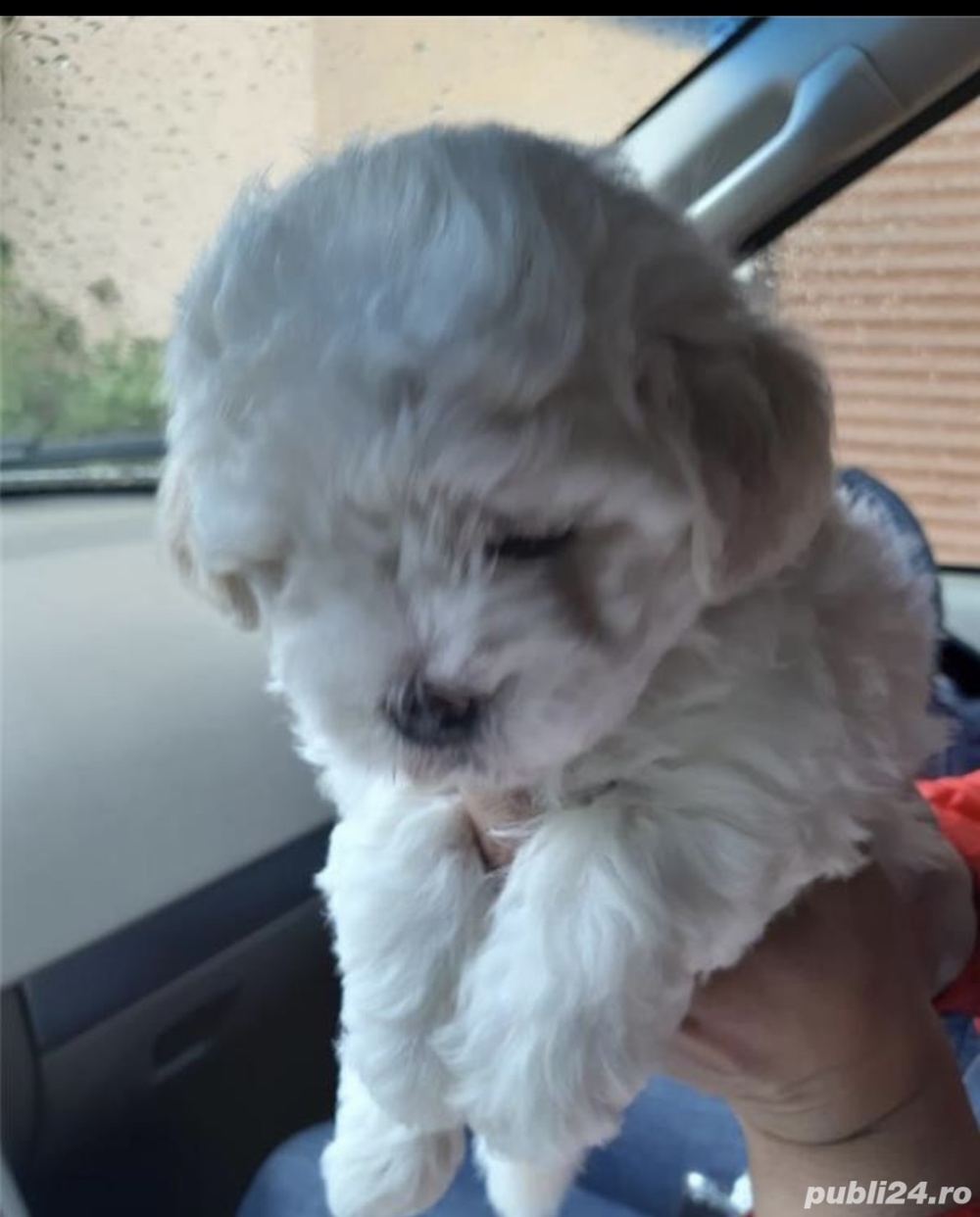 Bichon maltez mini  Bichon maltez mini