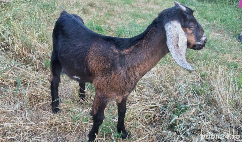 Iada Anglo-Nubiana își schimbă locația  Iada Anglo-Nubiana își schimbă locația