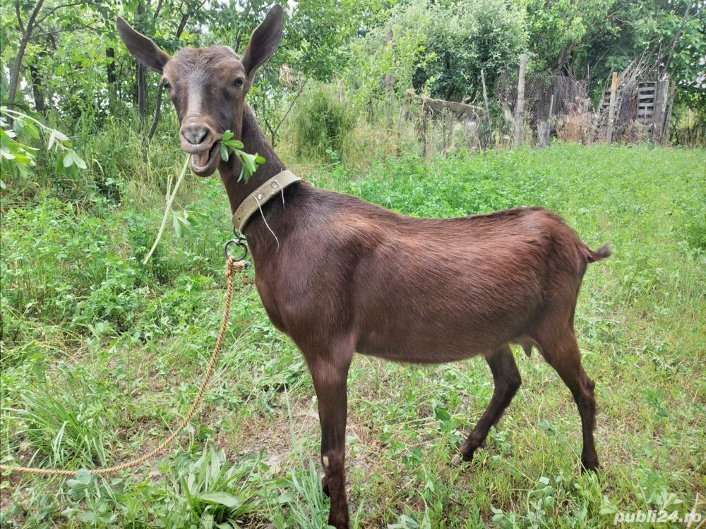 Iada Murciana Granadina își schimbă locația 