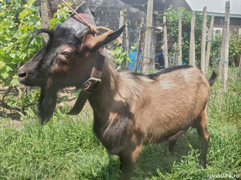 Țap Alpin Francez își schimbă locația  Țap Alpin Francez își schimbă locația