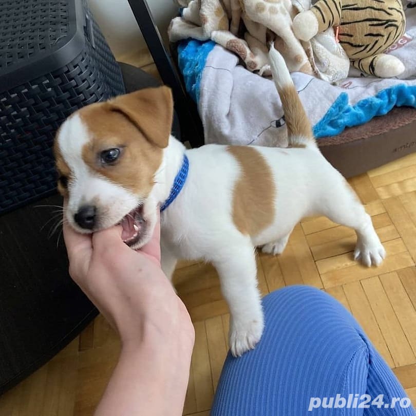 Jack Russel Terrier - furnizor autorizat - transport la nivel național