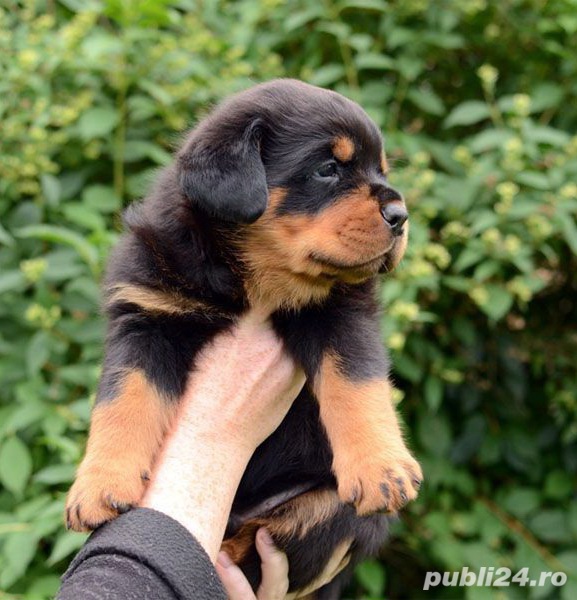 Rottweiler, talie mare, genetică superioară, ideal pentru paza 