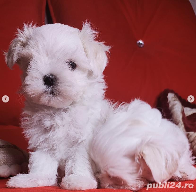 Bichon Maltez - Mini Toy - transport autorizat la nivel național 