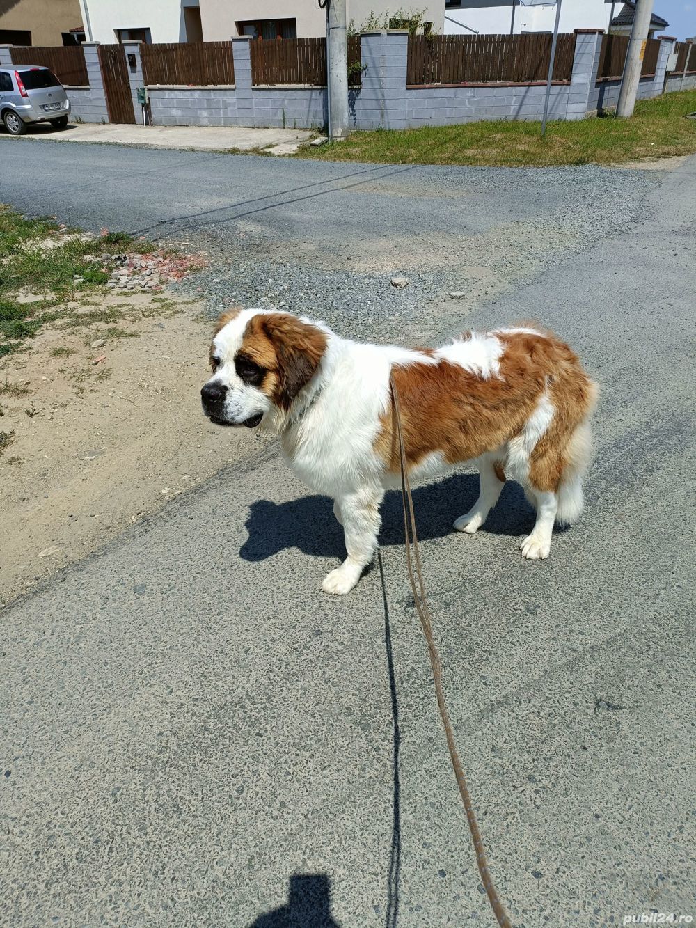 Mascul Moscovit cauta partenera Mascul Moscovit cauta partenera