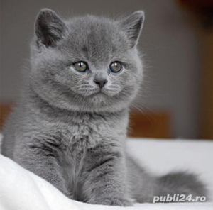 Pui rasa British Shorthair Blue, genetica deosebita, vaccin, deparazitare, carnet de sanatate la zi