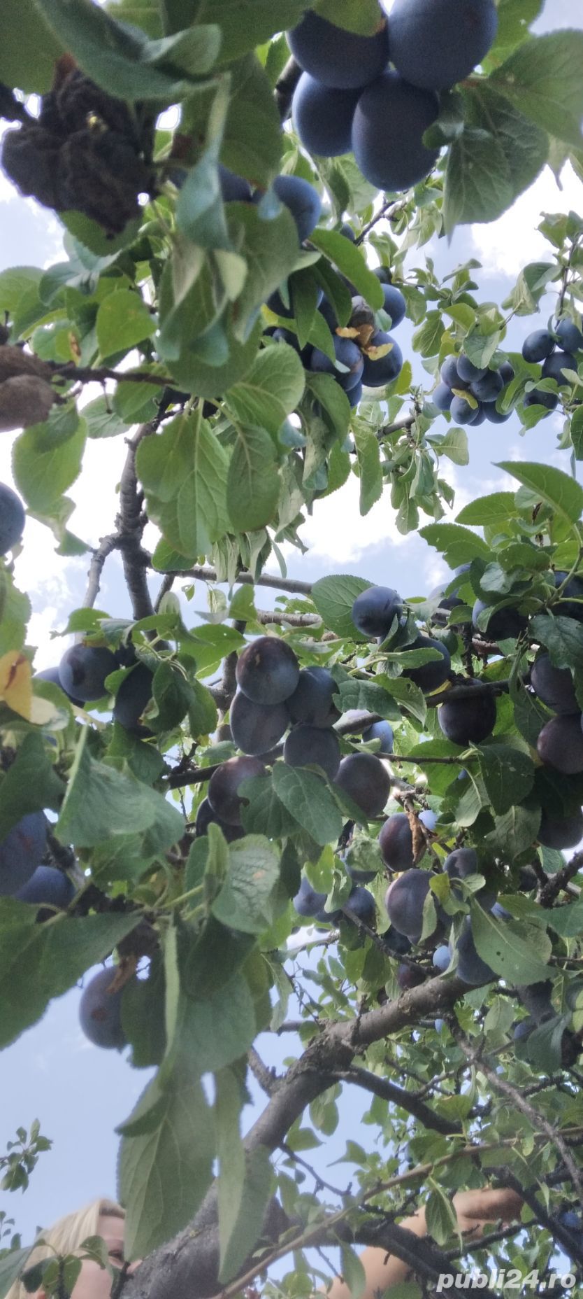 Teren intravilan  1000 mt broșteni- vrancea