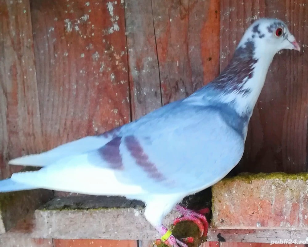 Porumbei de Curse Frumosi Linie Arden