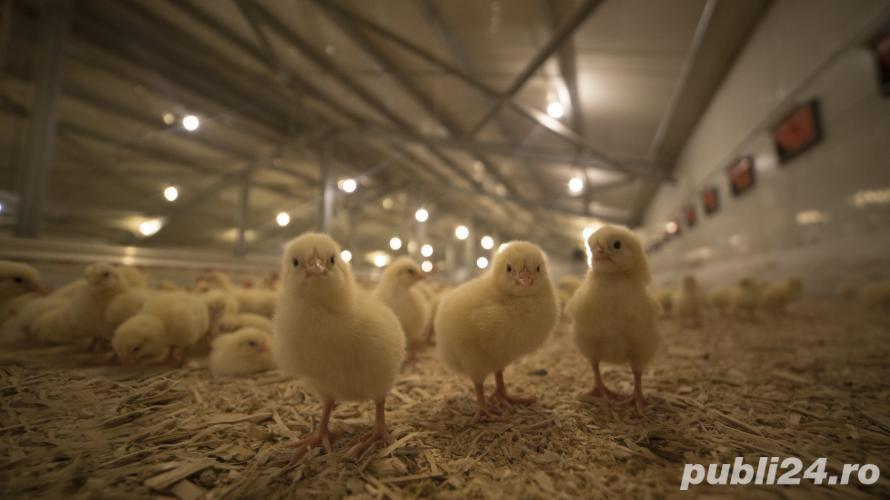 Muncitor necalificat la ferma de păsări din Brașov