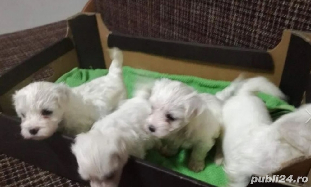 Vand căței Bichon Maltez