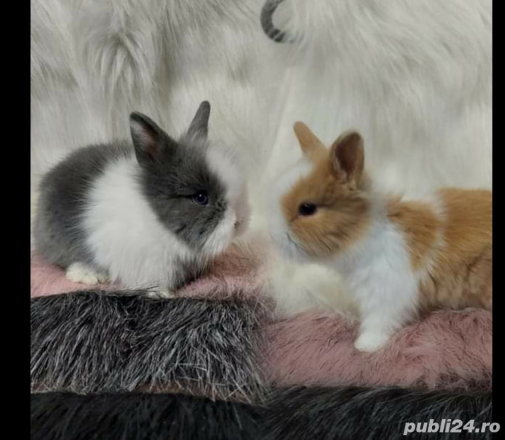 iepuri mini toy pitici iepuri mini toy pitici