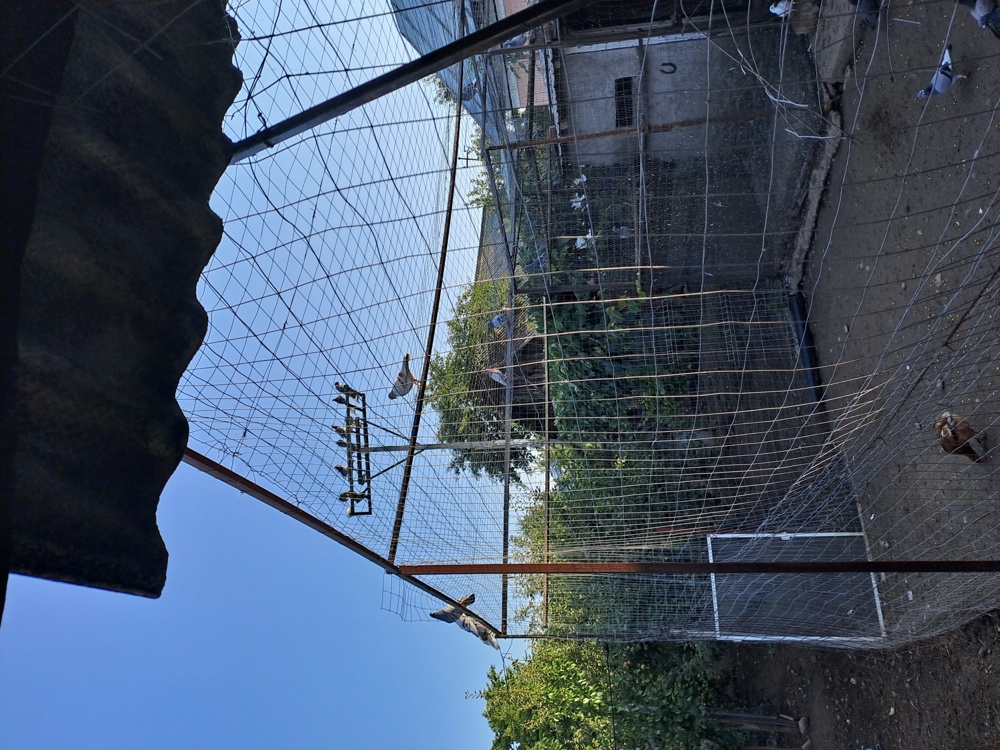 Vând porumbei de fond