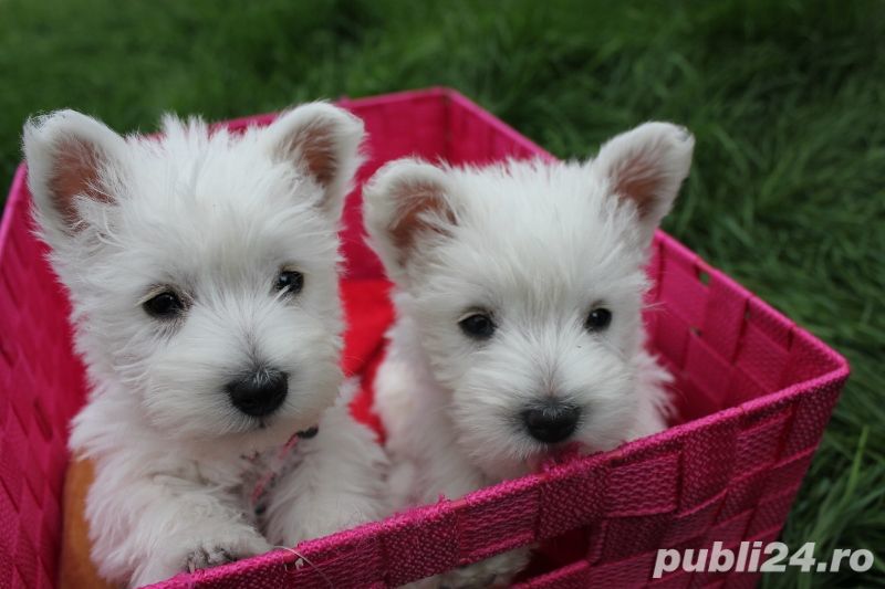 Westie - genetică pură, transport la nivel național