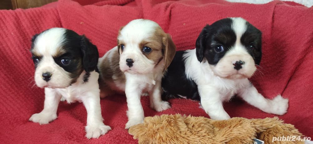 Pui cavalier king charles spaniel Pui cavalier king charles spaniel